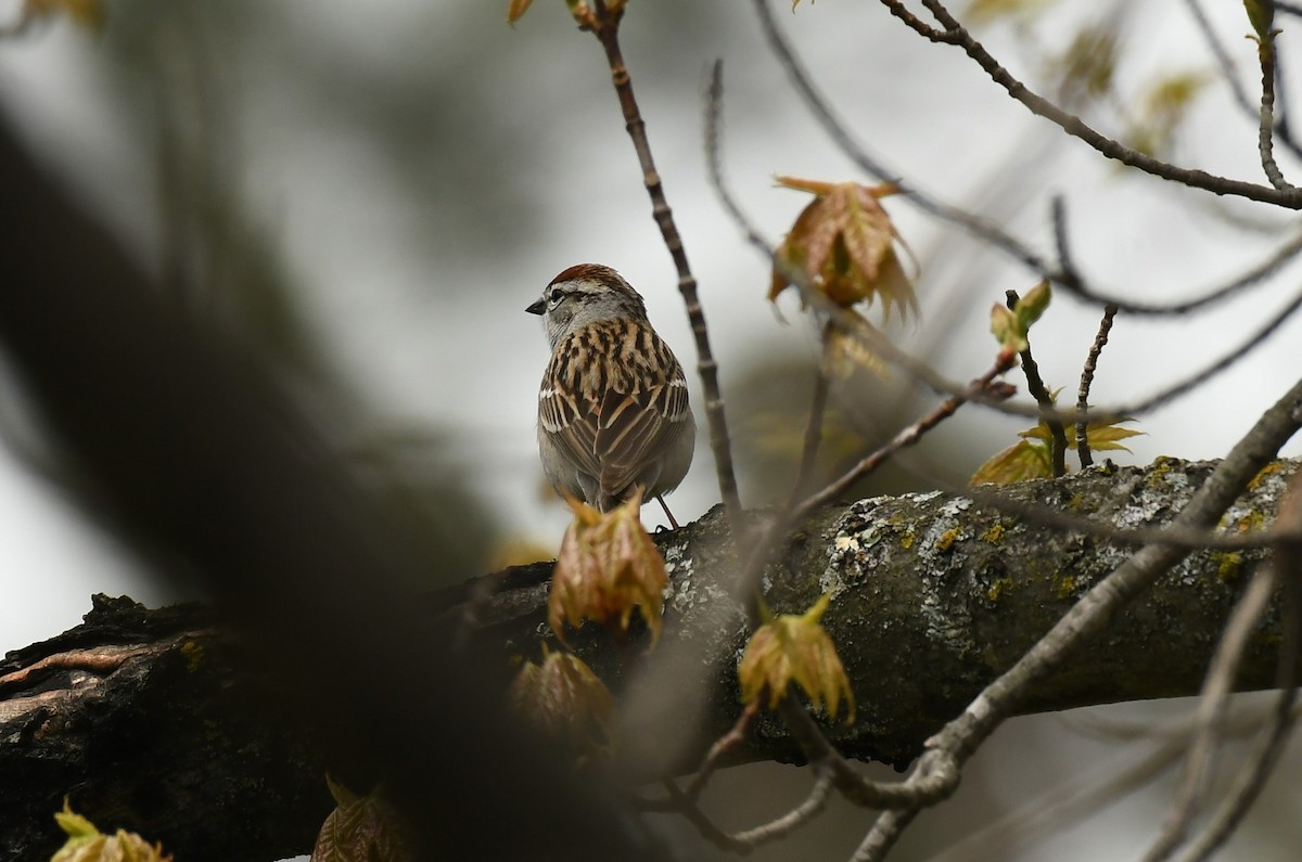 Chipping Sparrow - Marcia Suchy