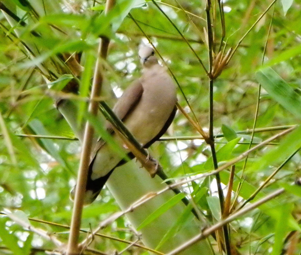 White-tipped Dove - ML618686577