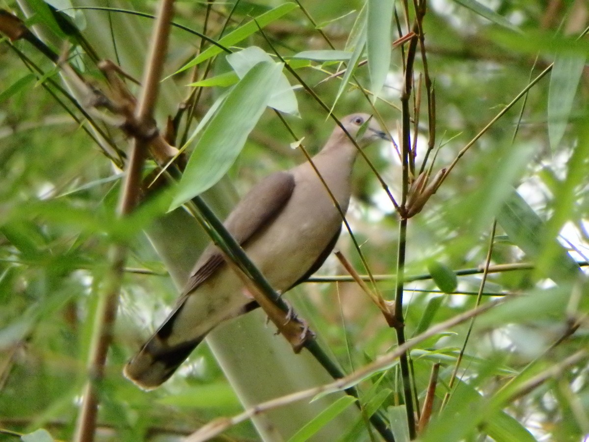 White-tipped Dove - ML618686582