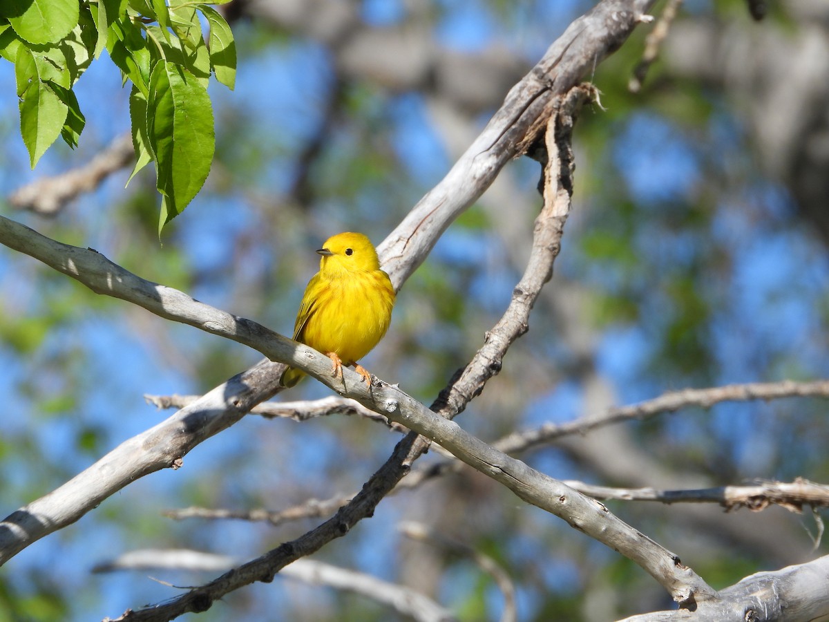 Yellow Warbler - Cole Sage