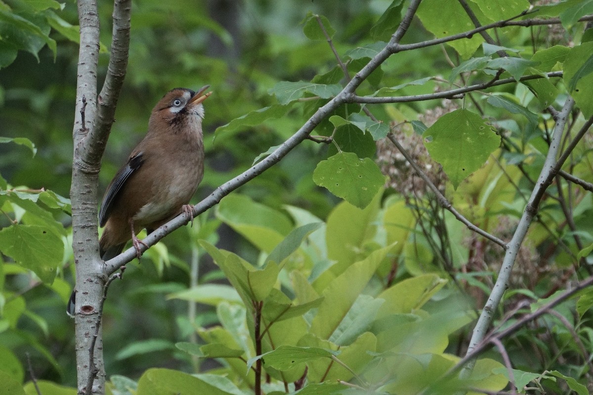 Moustached Laughingthrush - ML618686601