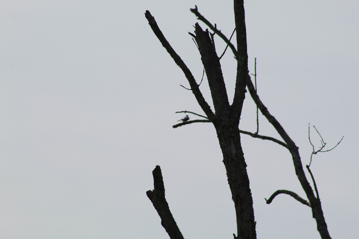 Tree Swallow - ML618686636