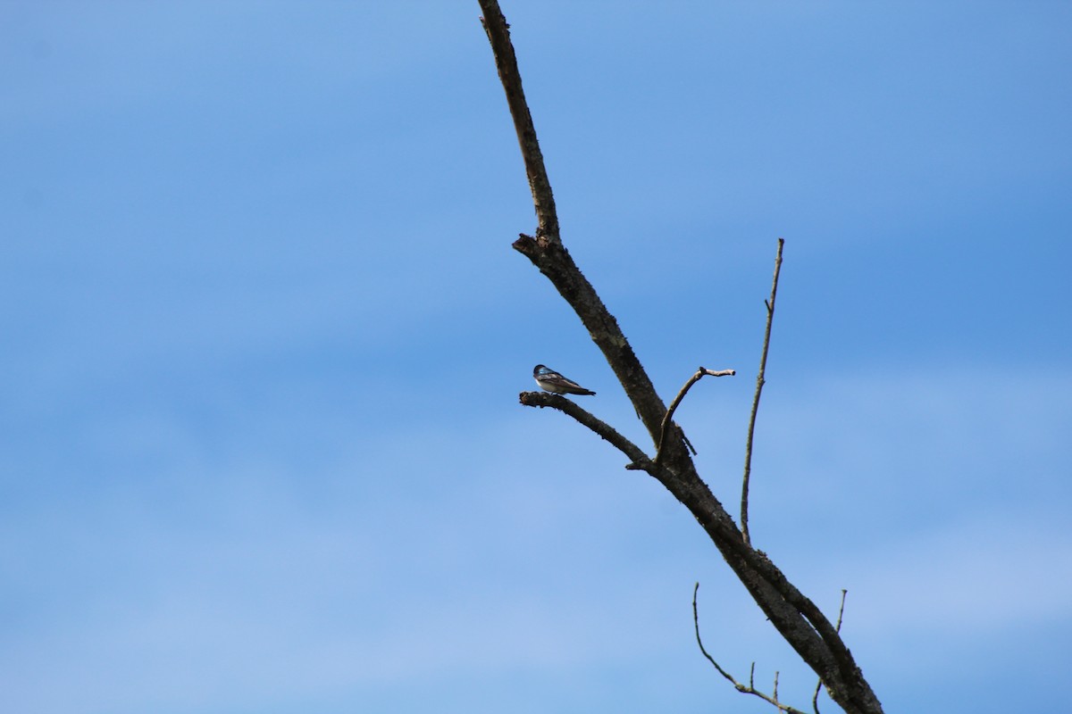 Tree Swallow - Jamie Van Hoogen