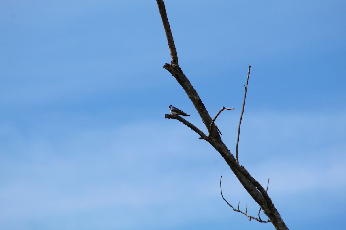 Golondrina Bicolor - ML618686639