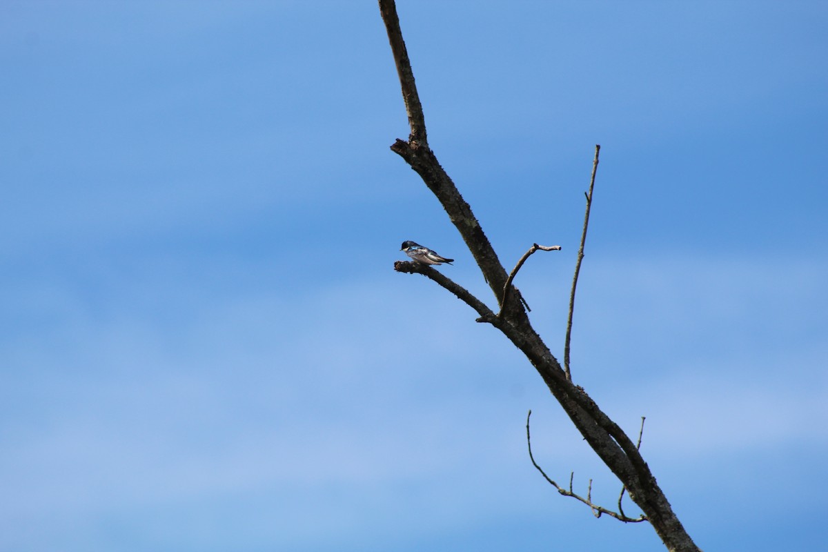 Golondrina Bicolor - ML618686640