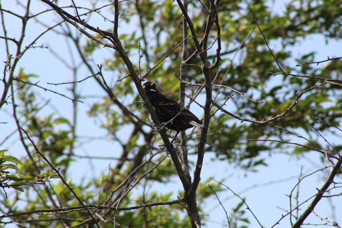 Red-winged Blackbird - ML618686654