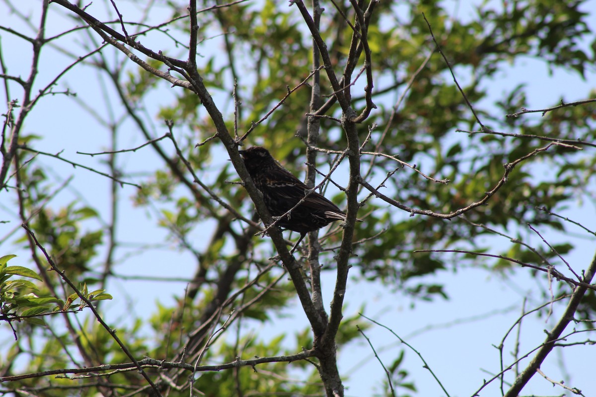 Red-winged Blackbird - Jamie Van Hoogen