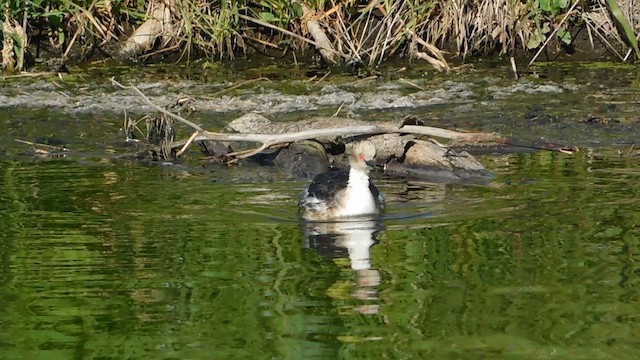 Silvery Grebe - ML618686665