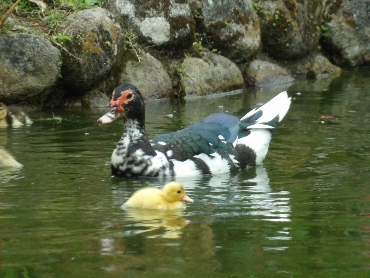 Muscovy Duck (Domestic type) - Samantha Jean