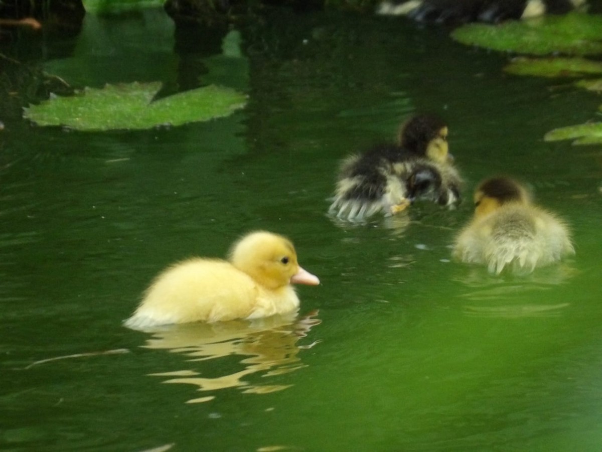 Muscovy Duck (Domestic type) - Samantha Jean