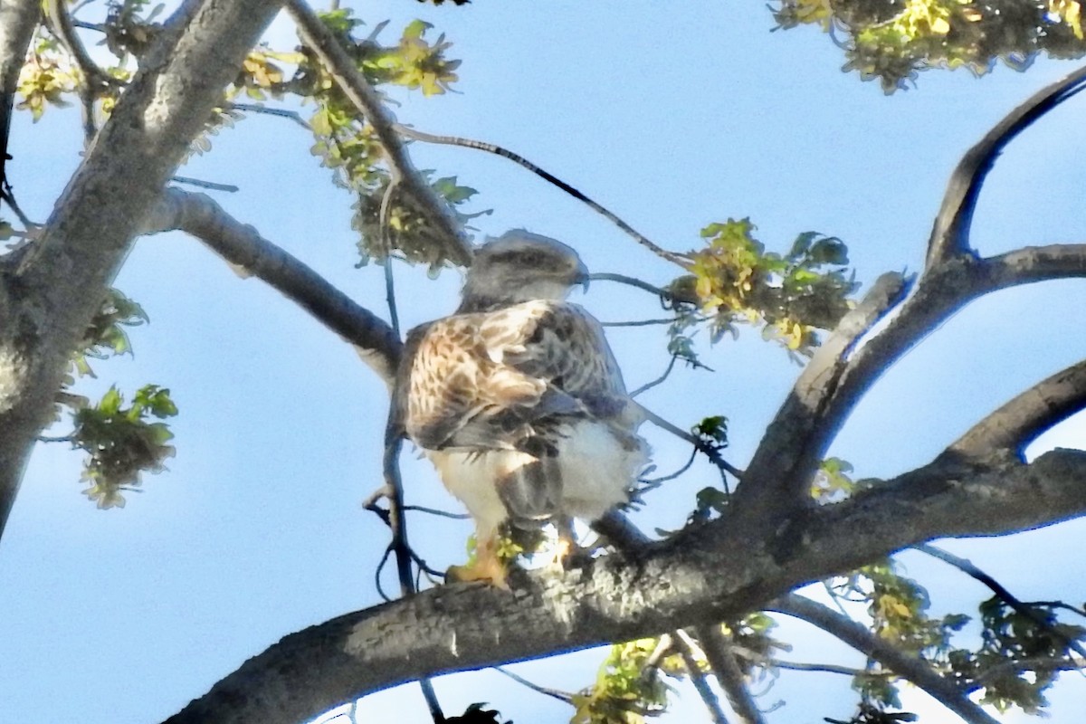 Ferruginous Hawk - Michael Hatton