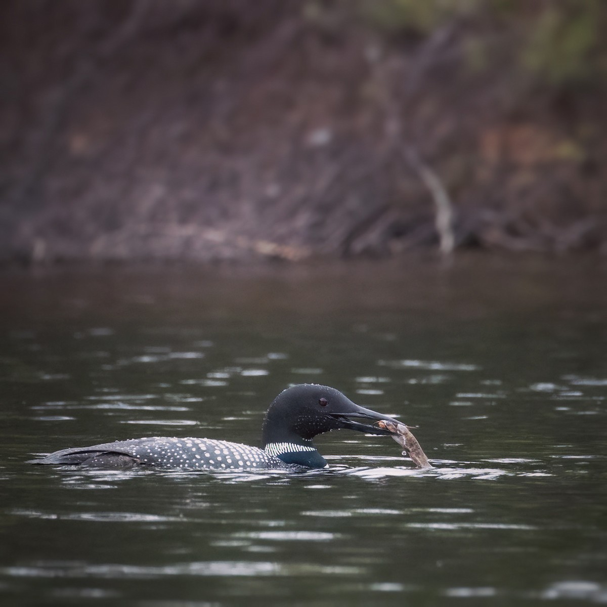 Common Loon - ML618686719