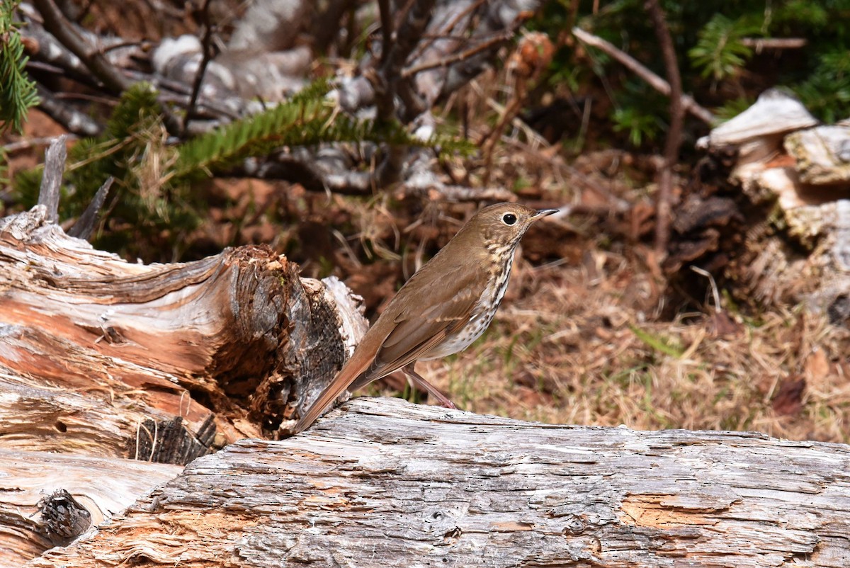 Hermit Thrush - ML618686747