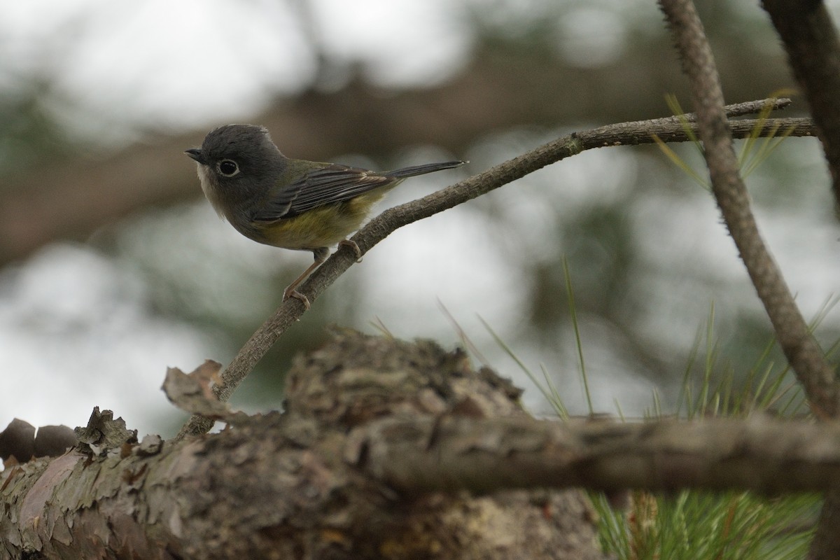 Vireo Alcaudón Verde - ML618686772