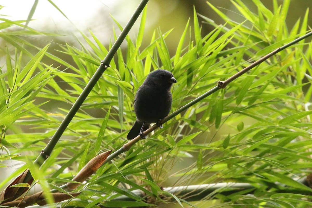 Семілеро синій - ML618686827