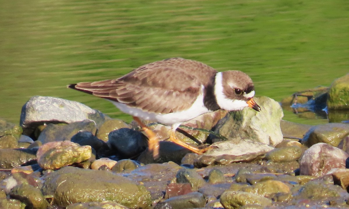 Semipalmated Plover - Maggie Smith