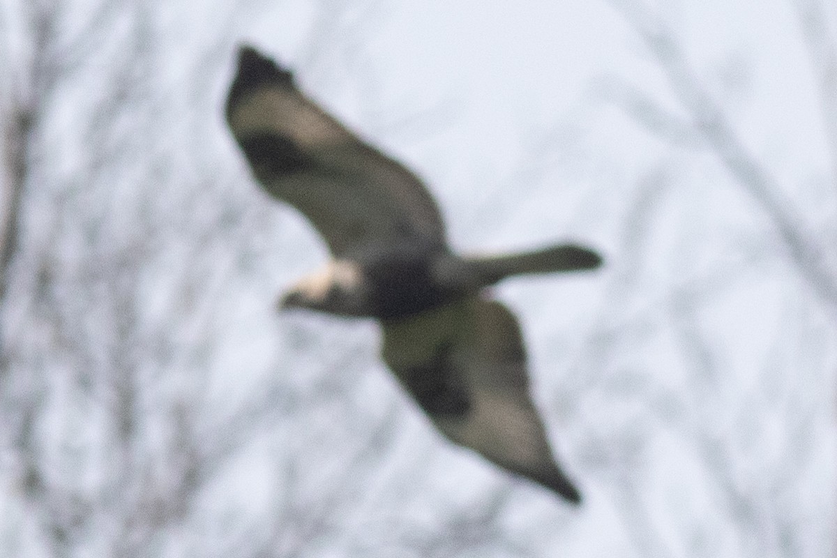 Rough-legged Hawk - ML618686870