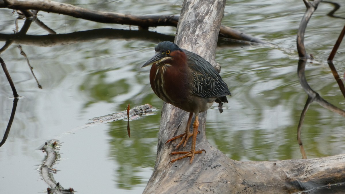 Green Heron - Jamie Gentile