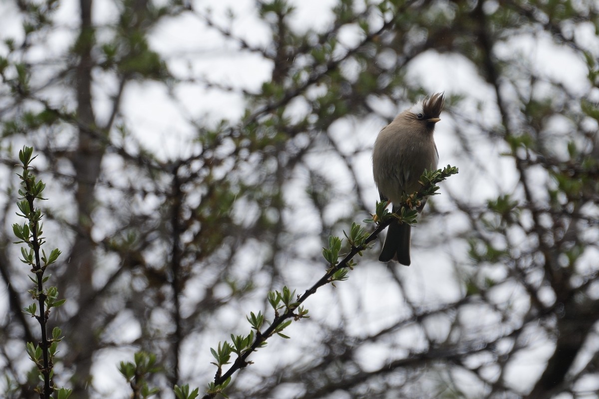 White-collared Yuhina - LiCheng Wang