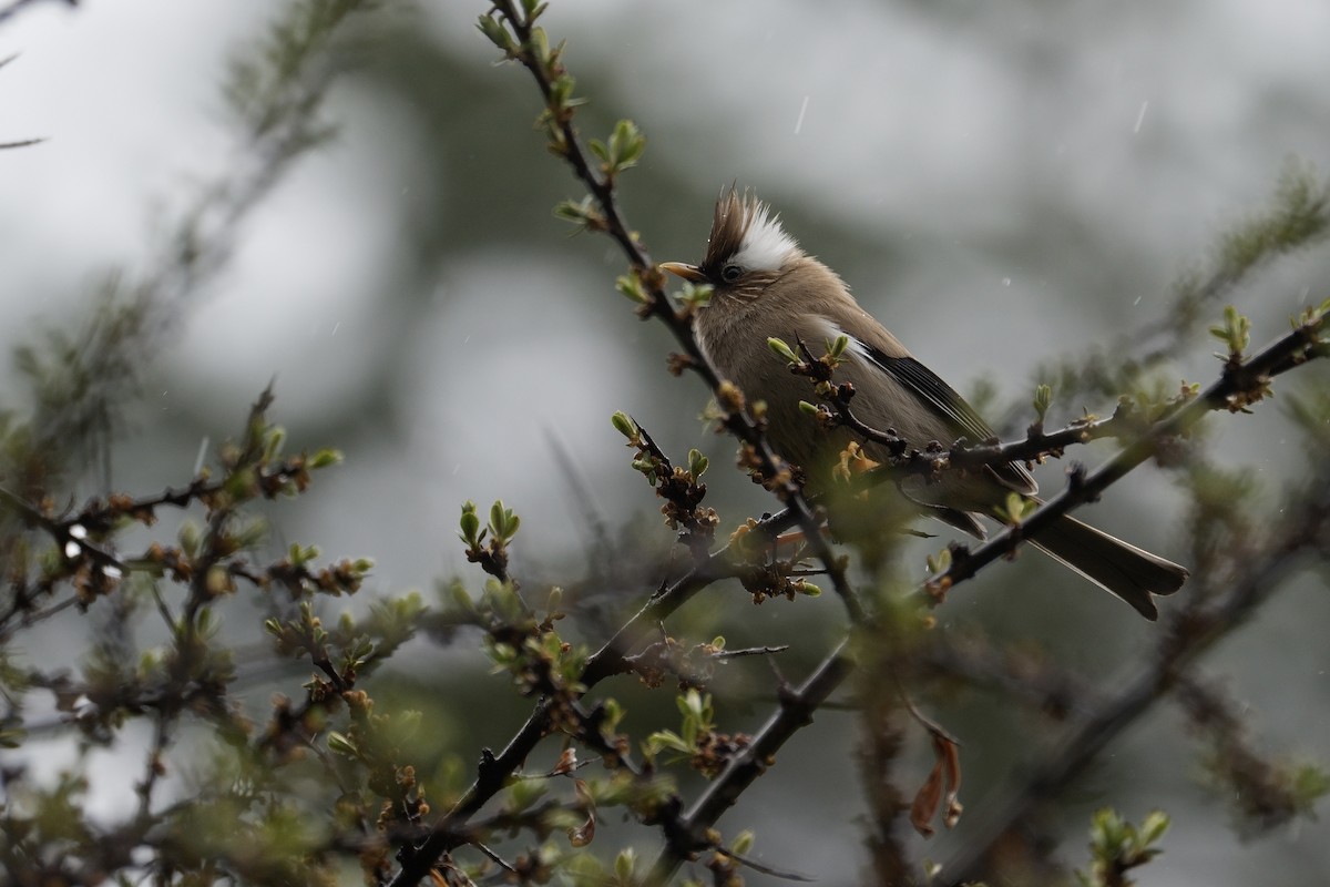 White-collared Yuhina - LiCheng Wang