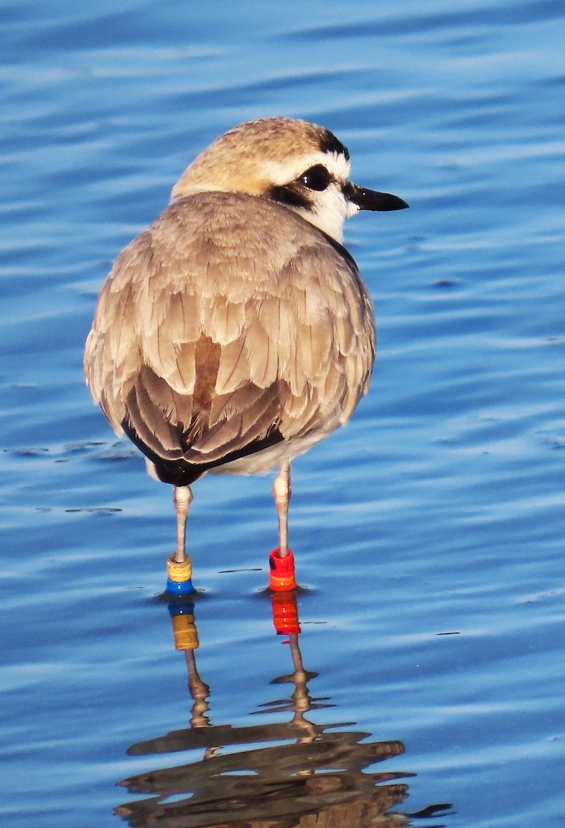 Snowy Plover - Maggie Smith