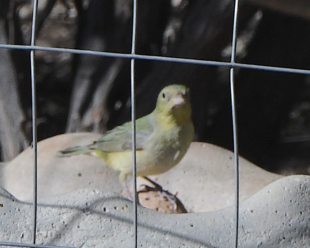 Painted Bunting - ML618686998