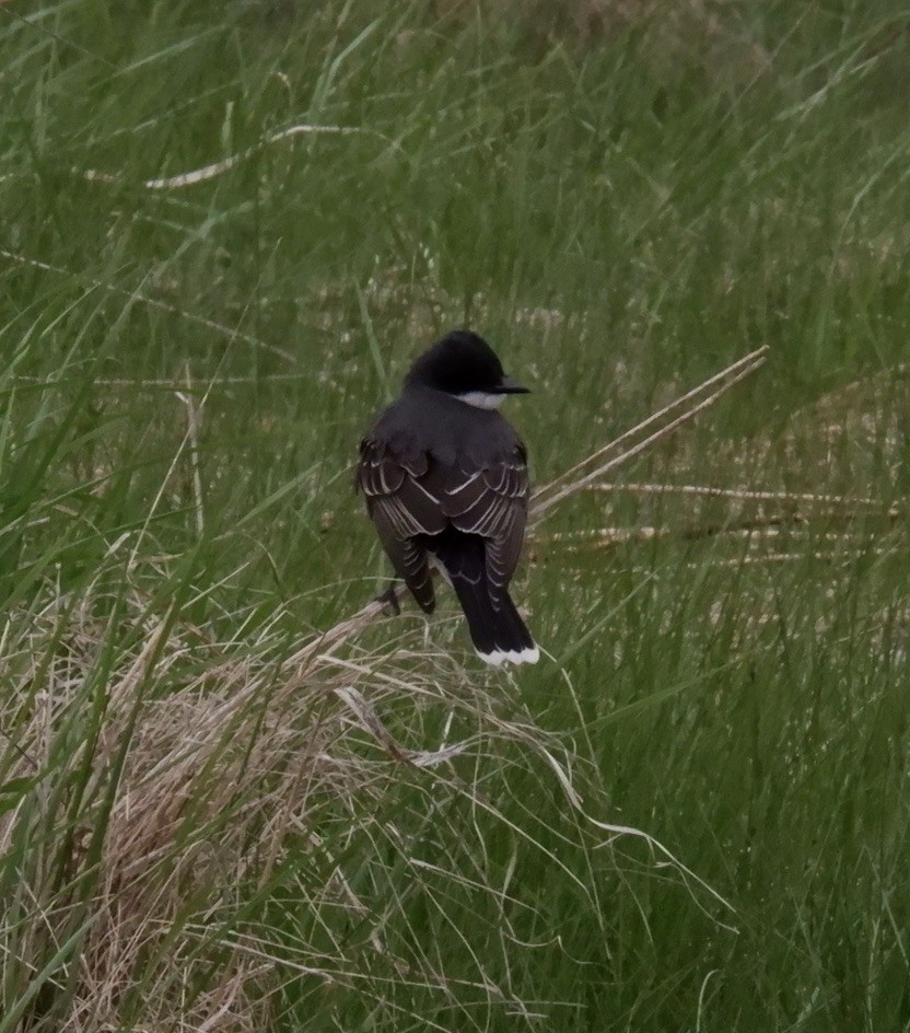 Eastern Kingbird - Adrianne Knighton