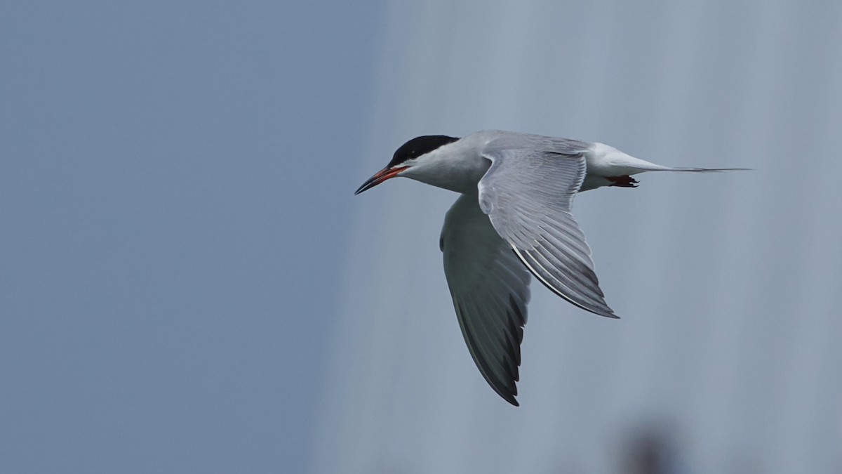 Common Tern - ML618687021