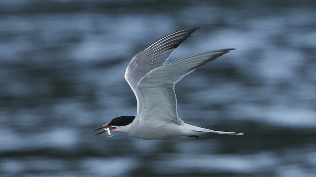 Common Tern - ML618687022