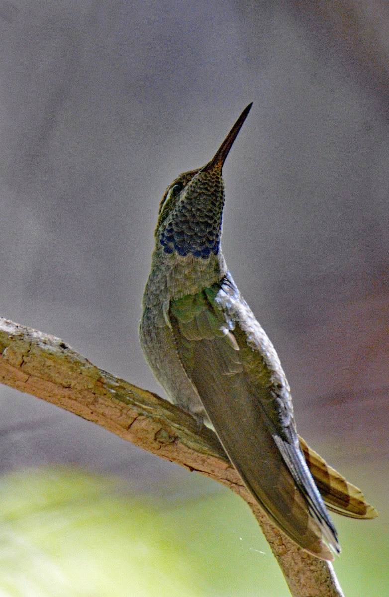 kolibřík blankytohrdlý - ML618687038