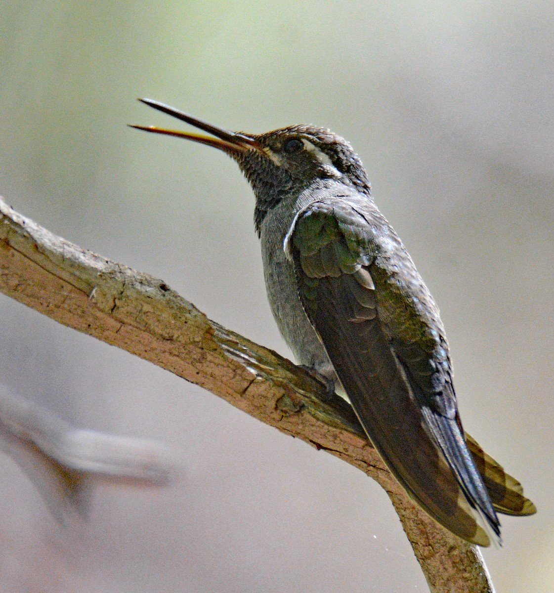 kolibřík blankytohrdlý - ML618687044