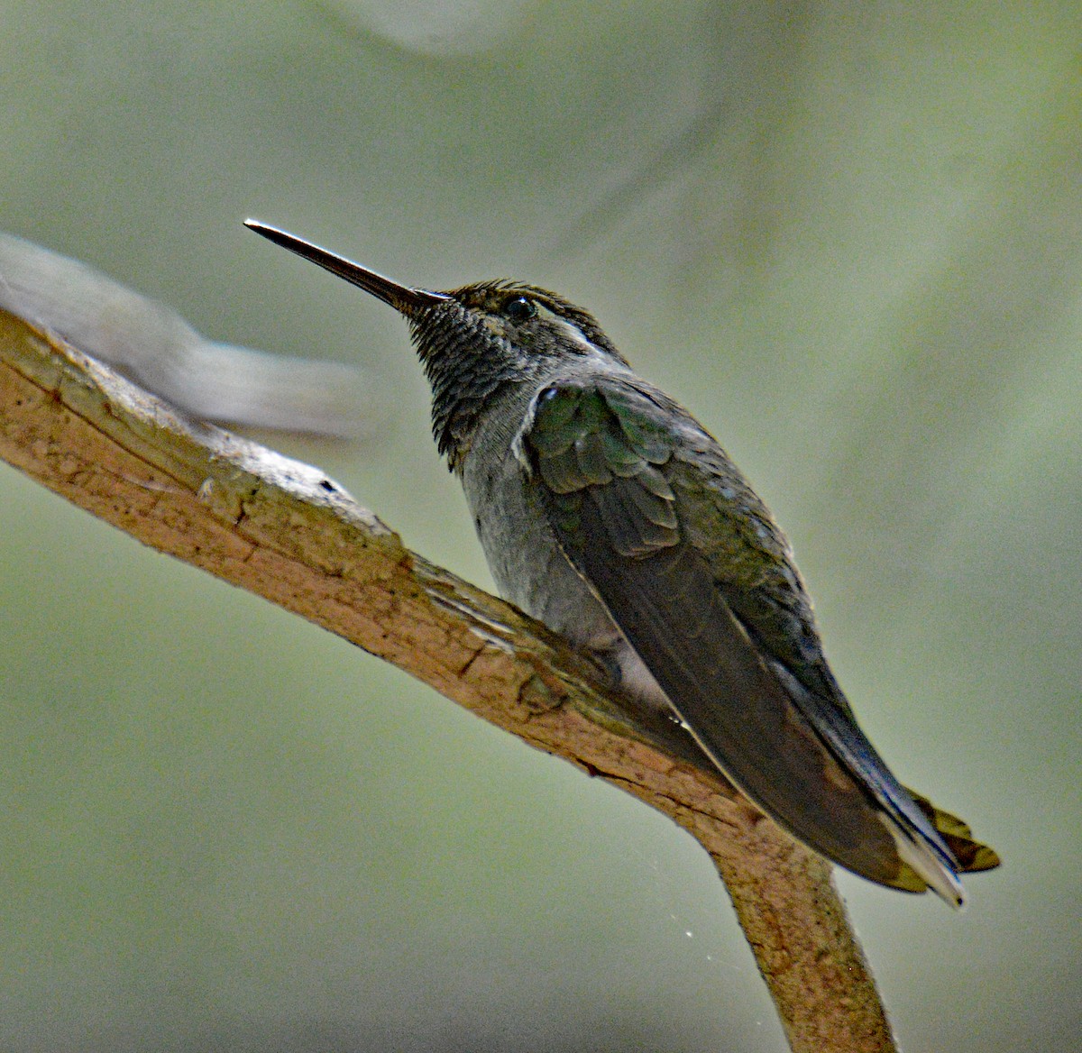 kolibřík blankytohrdlý - ML618687054