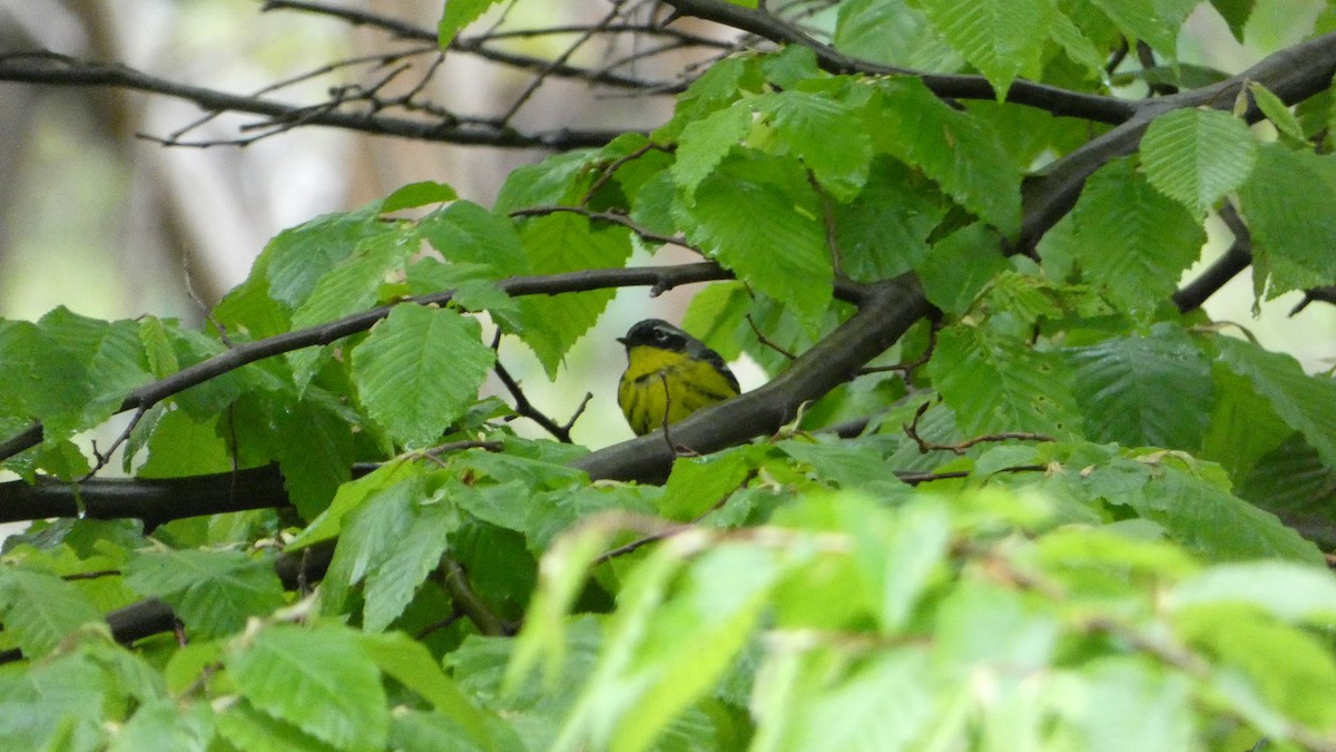 Magnolia Warbler - Jamie Gentile