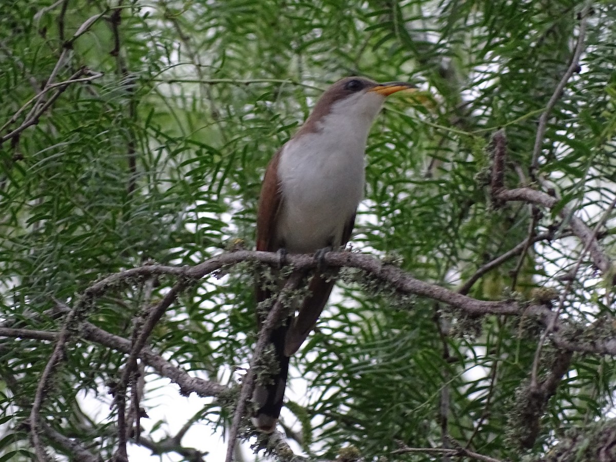 Yellow-billed Cuckoo - Baylor Cashen