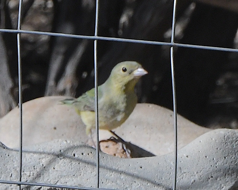 Painted Bunting - ML618687078