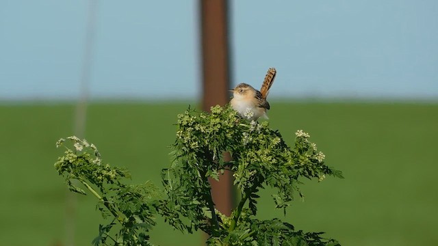 Grass Wren - ML618687081