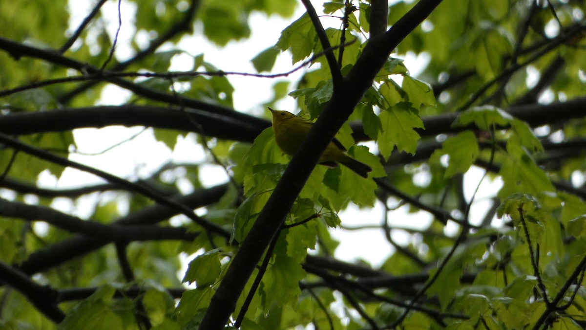 Wilson's Warbler - Jamie Gentile