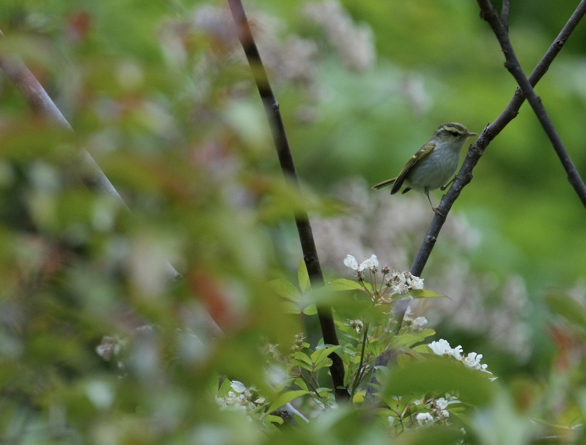 Kloss's Leaf Warbler - LiCheng Wang
