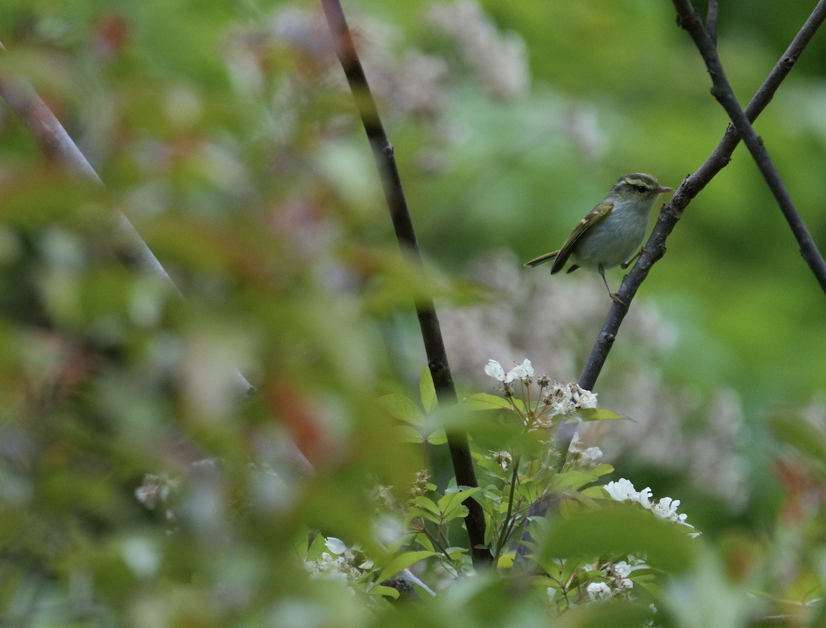 Kloss's Leaf Warbler - ML618687090