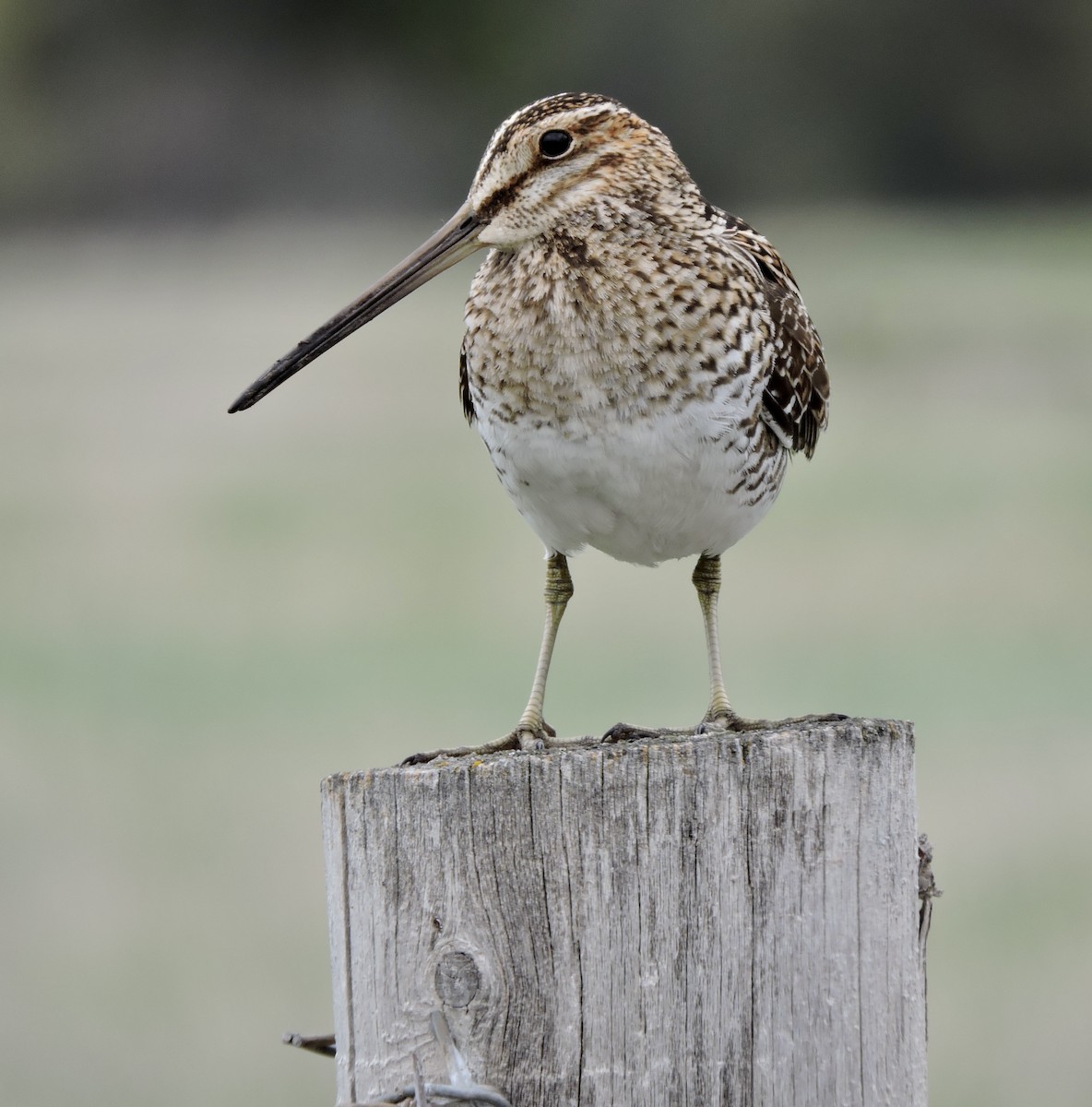 Wilson's Snipe - ML618687119