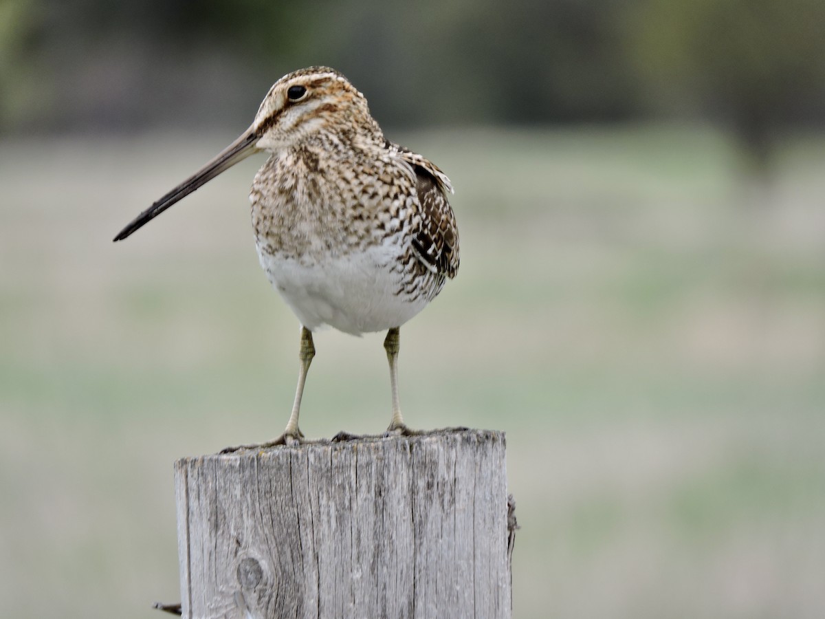 Wilson's Snipe - ML618687120