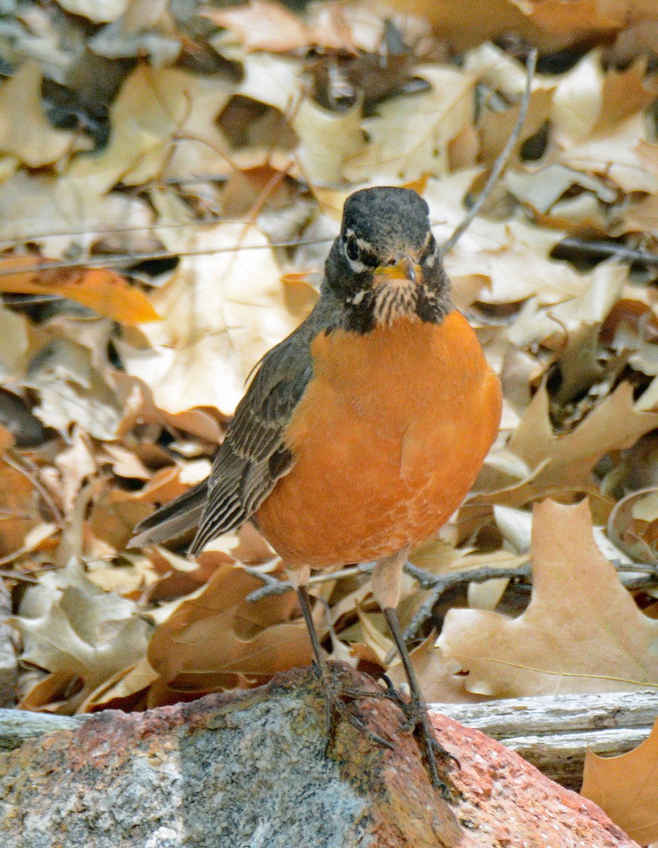 American Robin - ML618687148