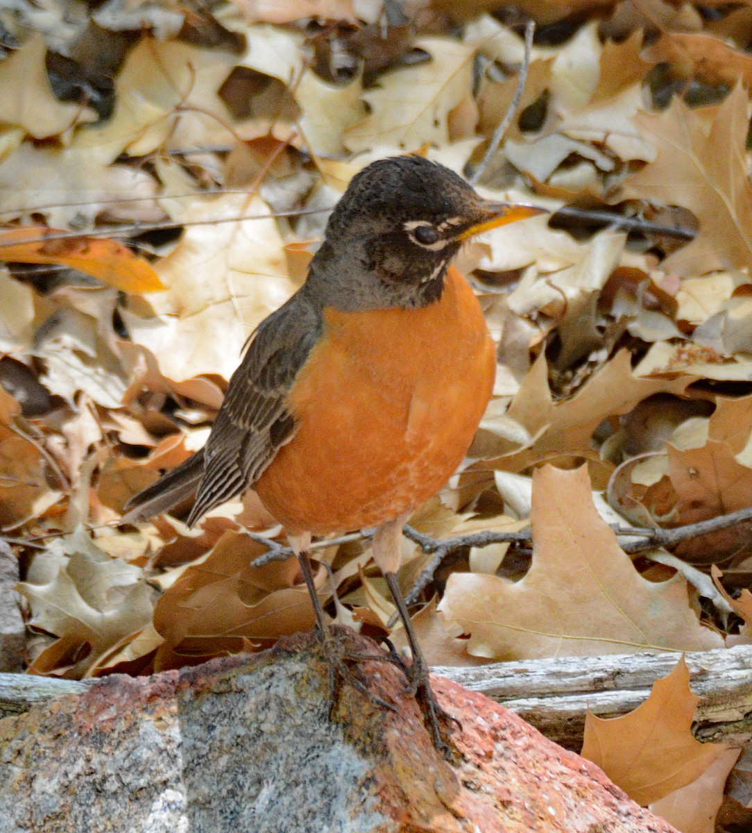 American Robin - ML618687149