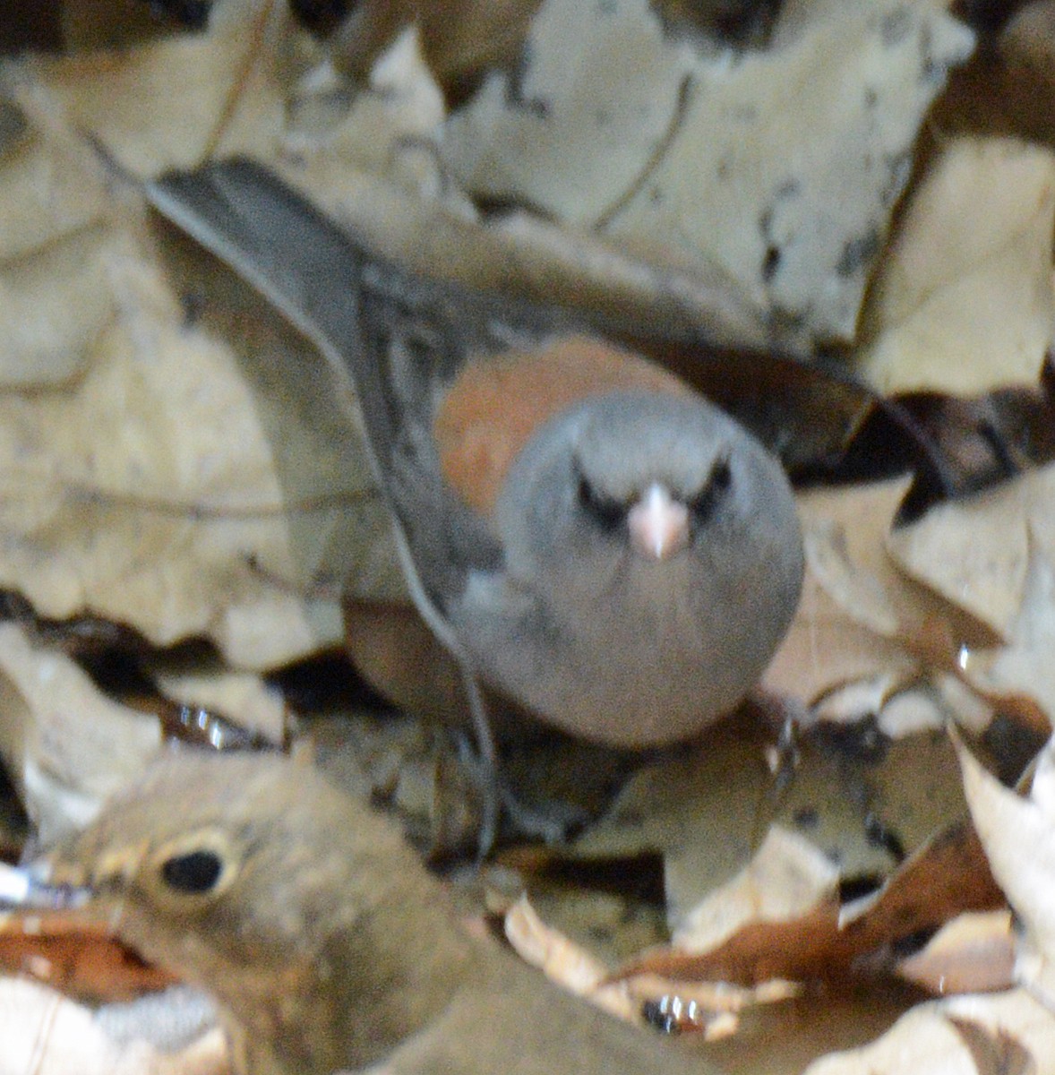 Dark-eyed Junco (Gray-headed) - ML618687155