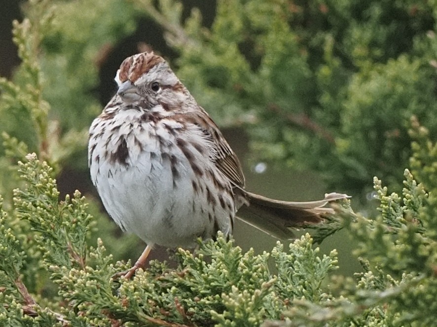 Song Sparrow - ML618687168