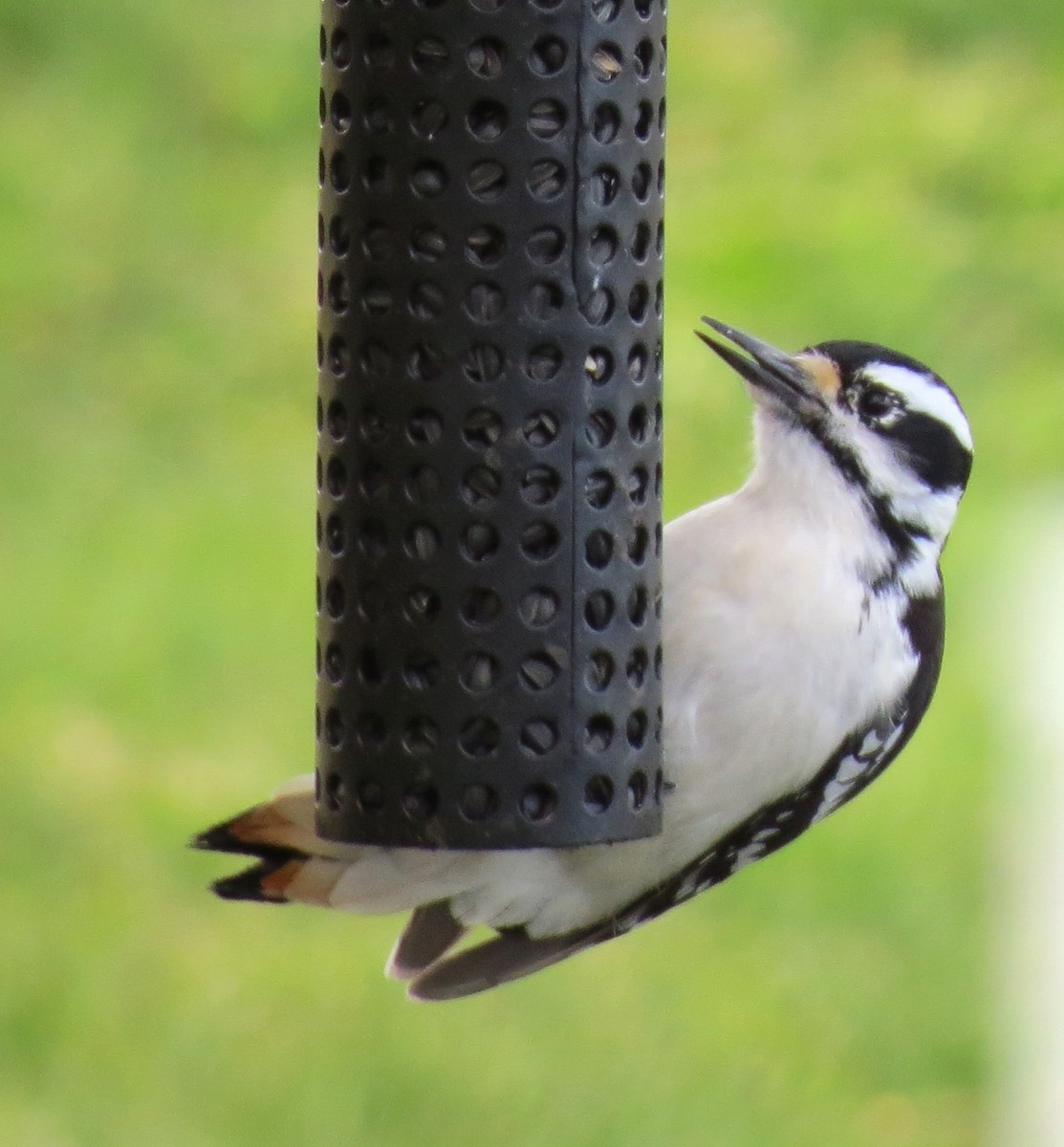 Hairy Woodpecker - James Hirtle