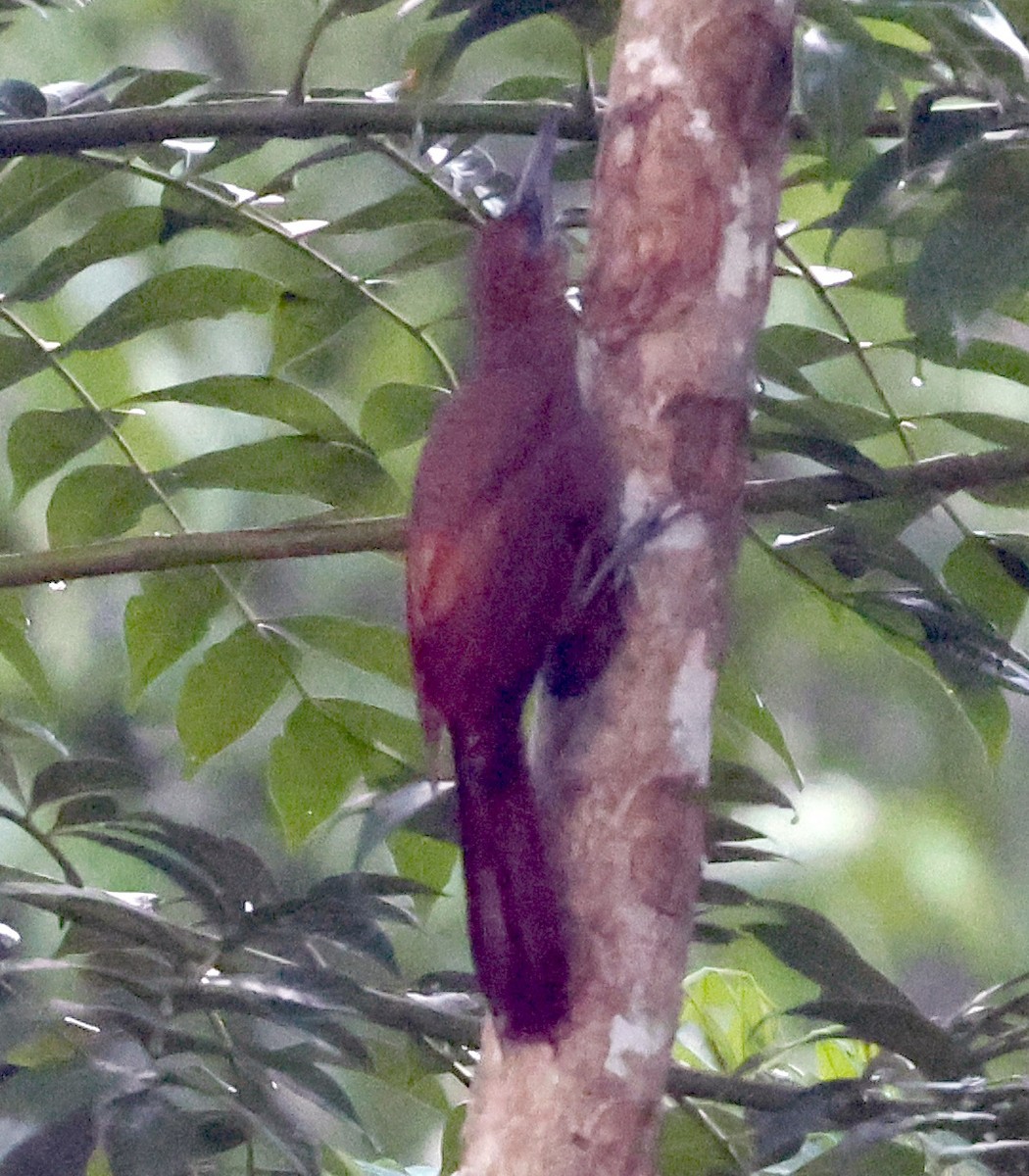 Northern Barred-Woodcreeper - ML618687189