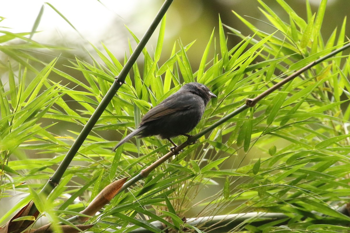 Blue Seedeater - John and Milena Beer