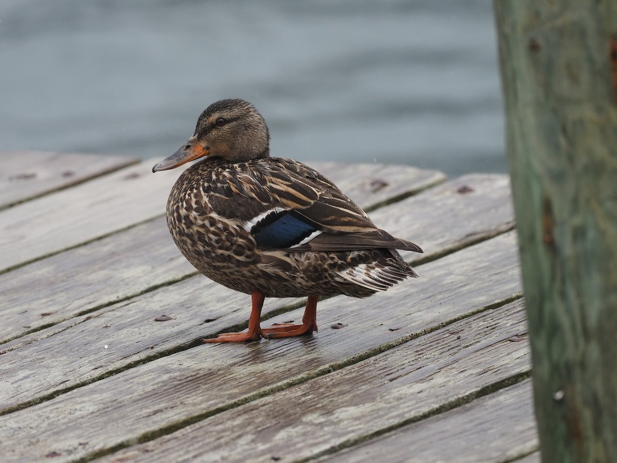 Canard colvert - ML618687270