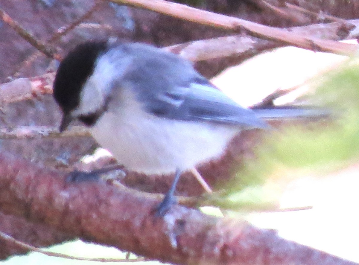 Black-capped Chickadee - ML618687320